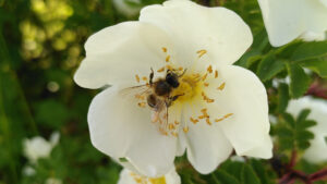 Weißer Bibernell-Rosenblüte mit Honigbiene