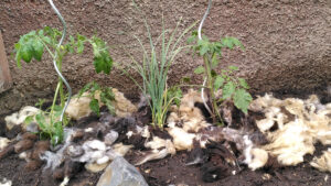 Schafwolle als Mulch unter Tomatenpflanzen.