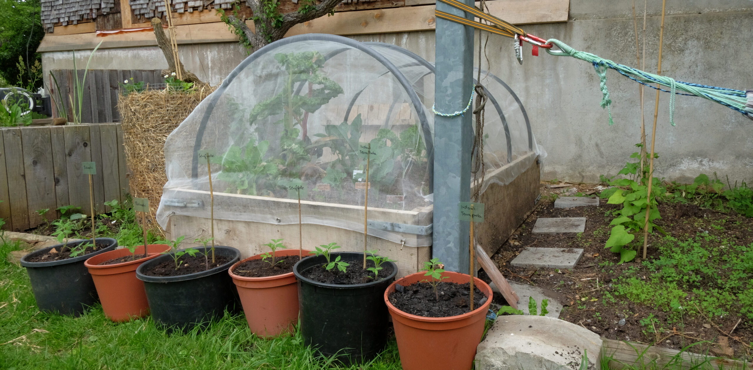 Sechs Pflanzekübel mit Tomaten vor Gemüsebeeten und Kartoffelturm