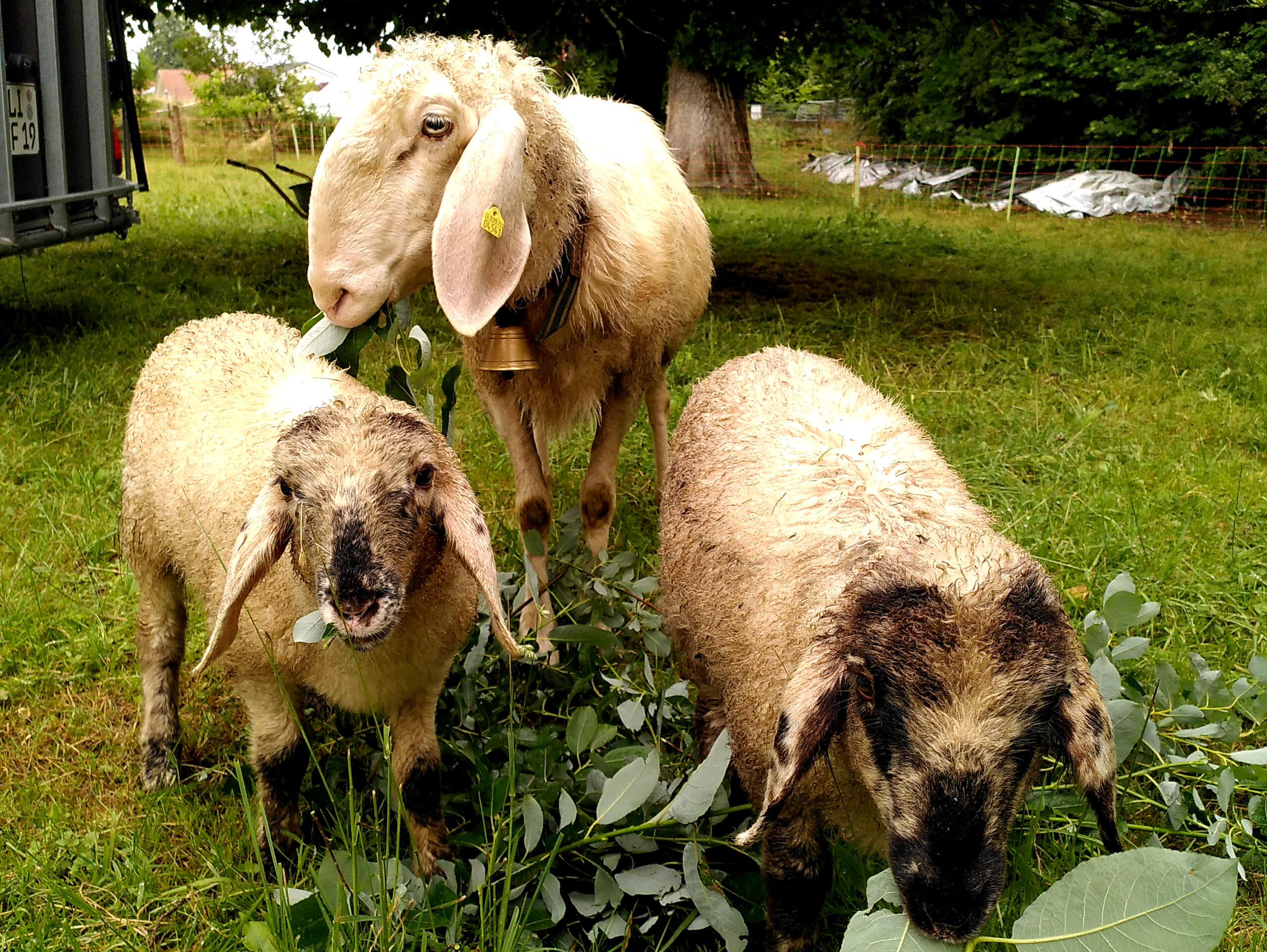 Drei Schafe fressen Weidenblätter