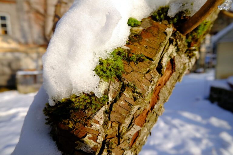 Apfelbaumstamm mit Schnee und Moos